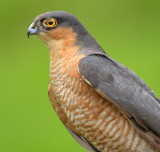 Sparrowhawk 