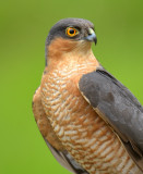 Sparrowhawk 