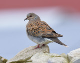 Turtle Dove