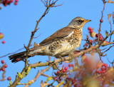 Fieldfare