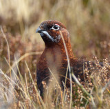 Red Grouse