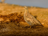 Sand Partridge (female)