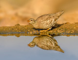 Sand Partridge (female)