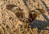 Black Kite