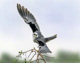 Black Winged Kite