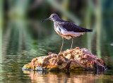Green Sandpiper