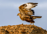 Long-Legged Buzzard