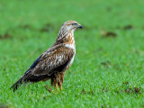 The haughty buzzard