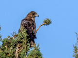 Black Kite