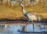 Grey Crane