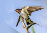 Swallow against blue sky