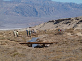 Looking for pupfish at Salt Creek