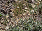 Unidentified desert flowers