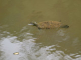 A nice day for a swim