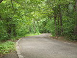 Pathways in the Mount Royal park