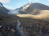 View of Athabasca glacier from the Forefield Trail
