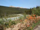 The flowers by the Athabasca River