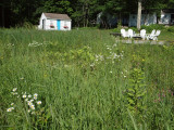The wildflowers in front of the cabin