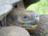 Closeup of a giant Galapagos tortoise