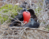 A male frigatebird trying to attract the female