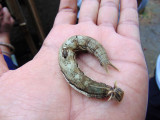 Caterpillar of the Owl eye butterfly