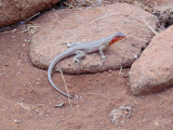 A Galapagos lava lizard