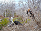 Juvenile Frigatebirds