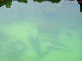 Baby Sharks in the lagoon