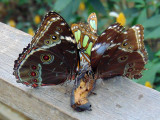 Owl eye butterflies - butterfly farm, Ahuano, Amazon