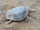 Giant Galapagos tortoise burying its eggs