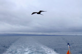 Frigate bird following the yacht