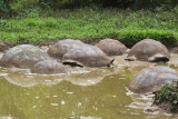 Giant Galapagos tortoises taking a mud bath