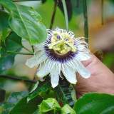 Passion fruit flower, Equatorial Ecuador