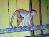One of the monkeys in Misahuali, Equatorial Ecuador