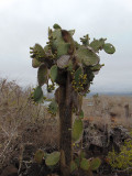 The cactus tres, Galapagos