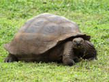 A giant Galapagos tortoise