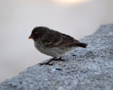 One of Darwins finches, Galapagos