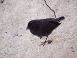 A small ground finch, I think, Galapagos