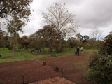 Tortoises roam free in this area, Galapagos Islands