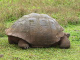 The shell of a Giant Galapagos tortoise