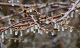 Ice storm late in the season