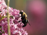 Bee on lilac flower