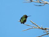 My first posted picture of a hummingbird!