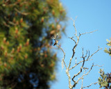 A hummingbird - Henry Cowell Redwoods State Park