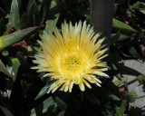 Flowers on the hillside beside Seabright beach