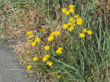 Flowers by the trail in the park at the south end of San Francisco Bay