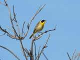 A common yellowthroat