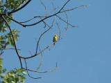 At Forest Park, St. Louis - a Eastern Goldfinch