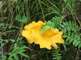 A yellow unidentified mushroom from the walk