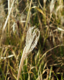 Grass growing next to Parus trail in the valley, Zion NP